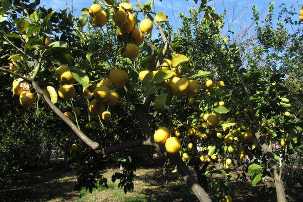 Appartamento Come In Sicily La Pietra Monaca Acireale Camera foto